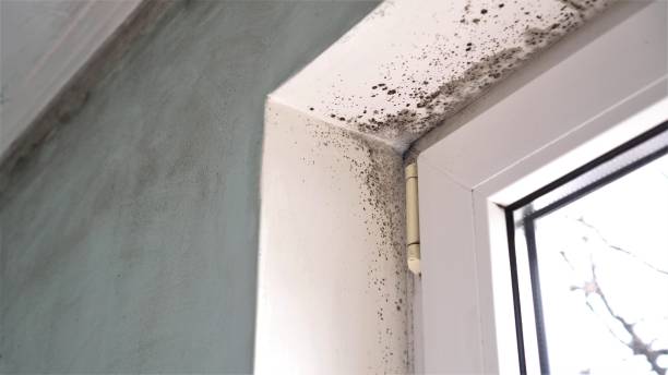 Best Local Mold Removal Service  in Granville, WV