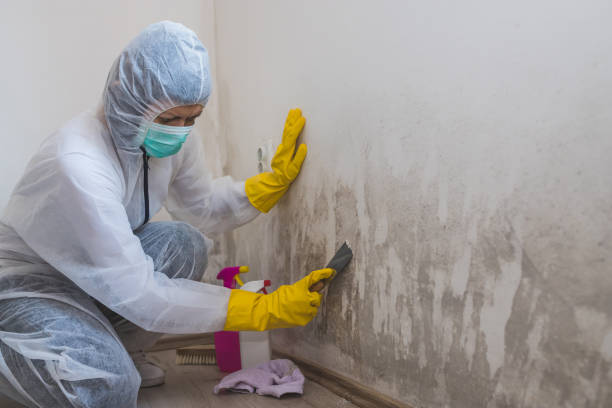 Best Home Mold Removal  in Granville, WV