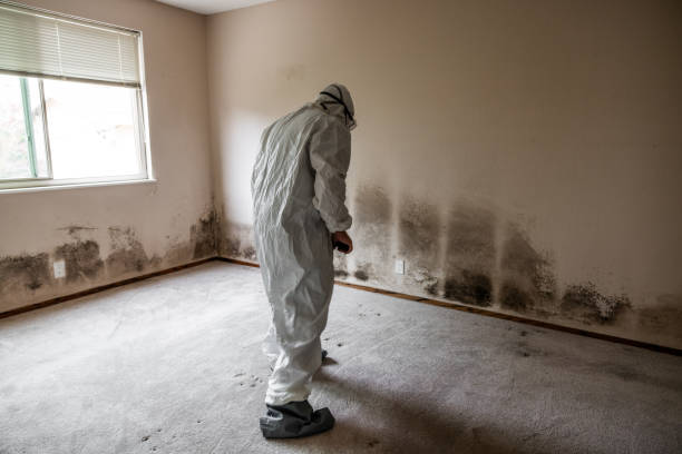 Best Mold Cleaning Services  in Granville, WV