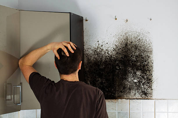 Best Professional Mold Removal  in Granville, WV